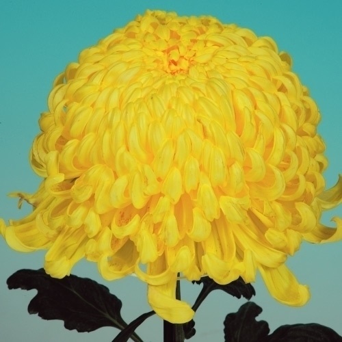 菊苗 大菊 国華偉業 1芽