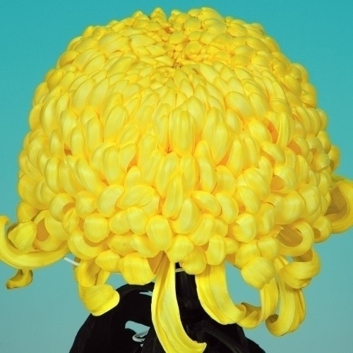 菊苗 大菊 国華皇子 1芽