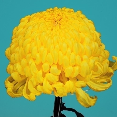 菊苗 大菊 国華画竜 1芽