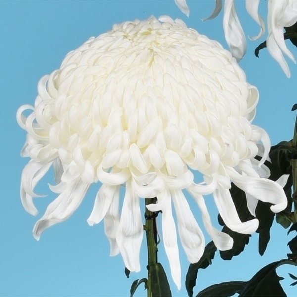 菊苗 大菊 国華月花 1芽