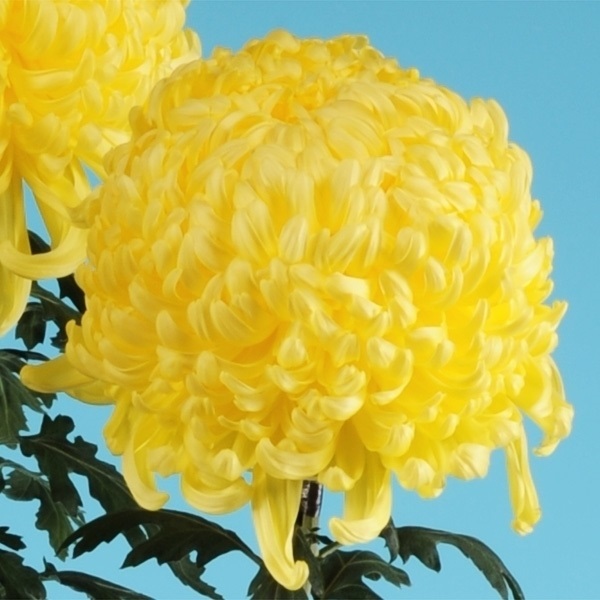 菊苗 大菊 国華功名 1芽