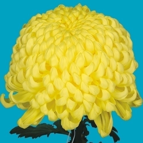 菊苗 大菊 国華作新 1芽