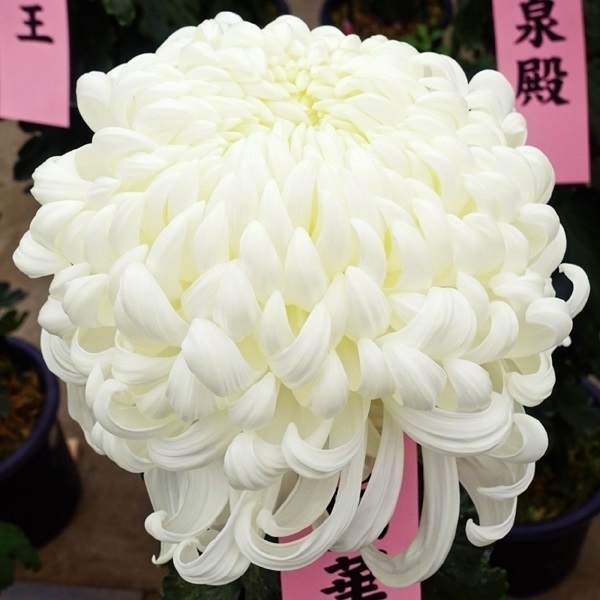 菊苗 大菊 国華四天王 1芽