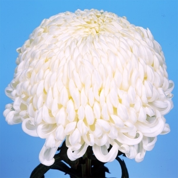 菊苗 大菊 国華勝兵 1芽