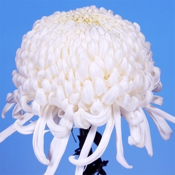 菊苗 大菊 国華水伯 1芽