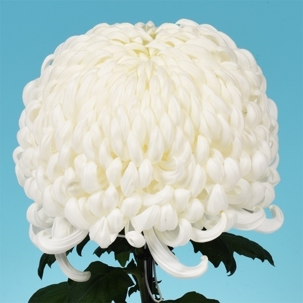 菊苗 大菊 国華卒寿祝 1芽