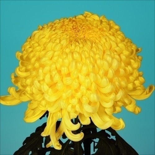 菊苗 大菊 国華大功 1芽