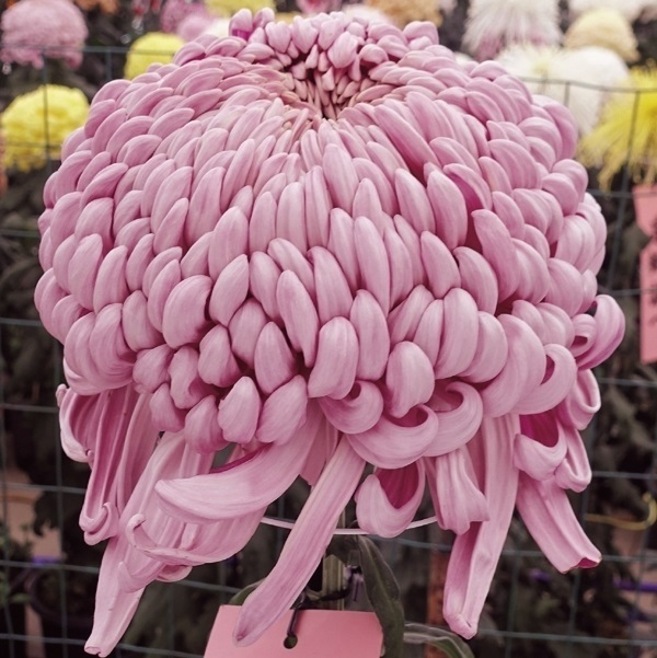 菊苗 大菊 国華高虎 1芽