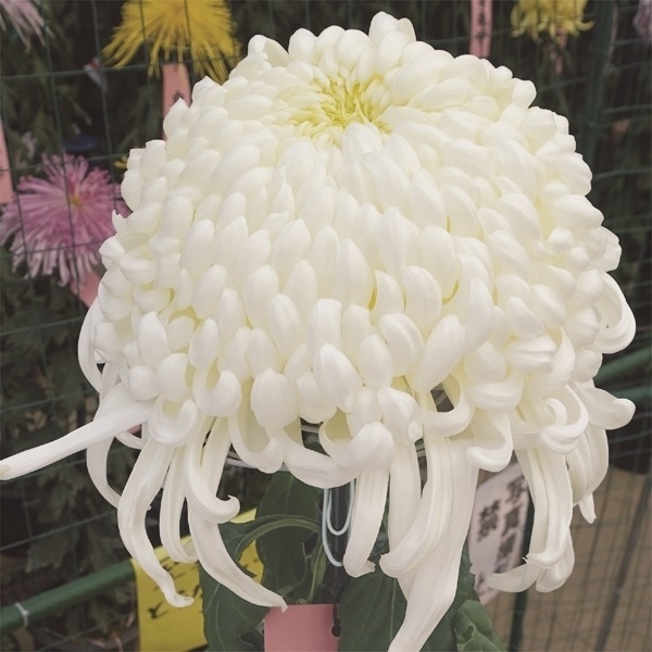 菊苗 大菊 国華多宝 1芽