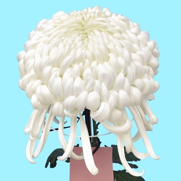 菊苗 大菊 国華千歳鶴 1芽