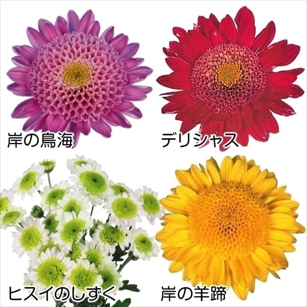 菊苗 小菊 福菊セット 4種4株