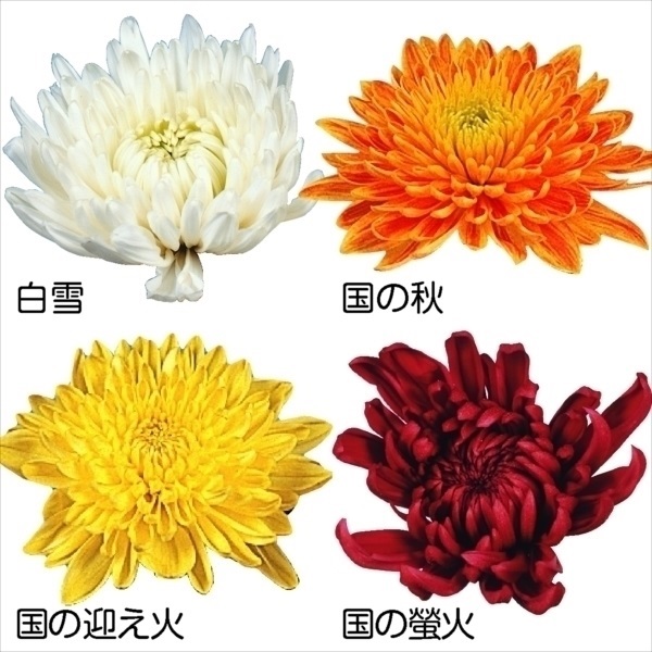 菊苗 小菊 長寿菊セット 4種4株