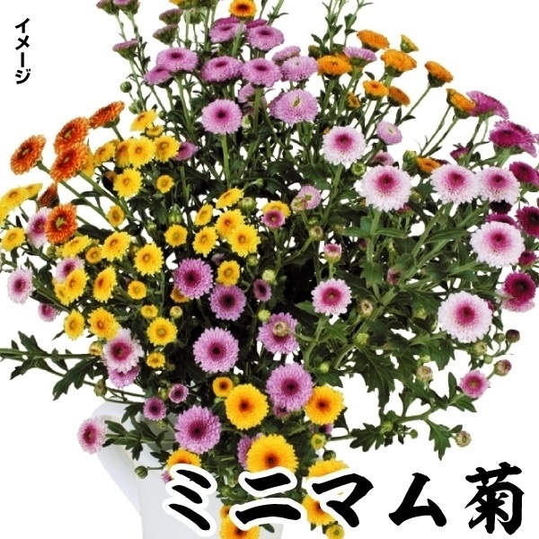 菊苗 小菊 ミニマムセット 3色6株