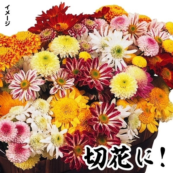 菊苗 バラエティ切花向菊苗福袋