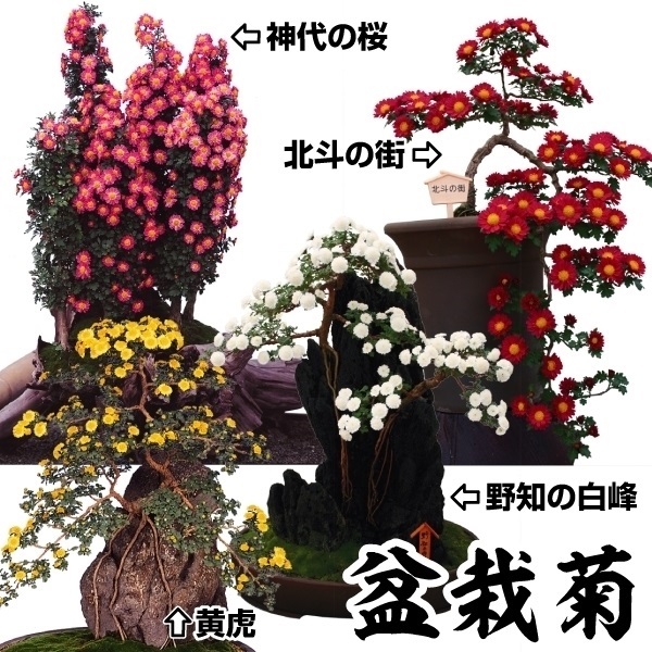 菊苗 小菊 盆栽菊セット 4種4株