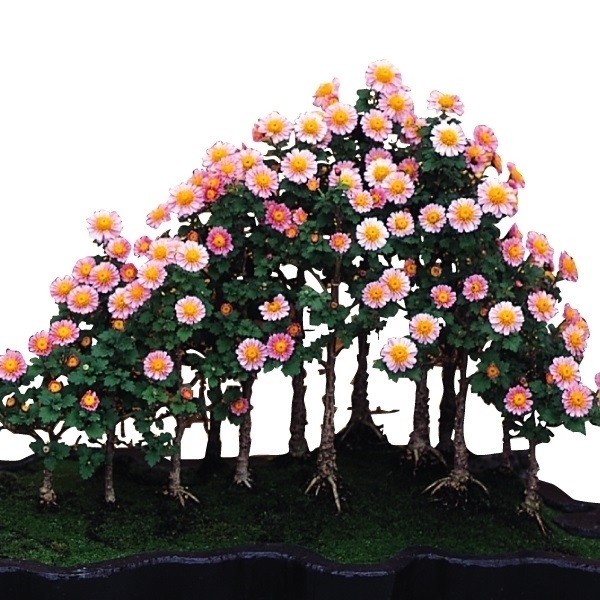菊苗 小菊 盆栽菊 小町桜 1株