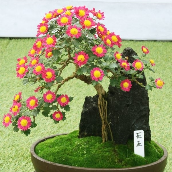 菊苗 小菊 盆栽菊 花王 1株