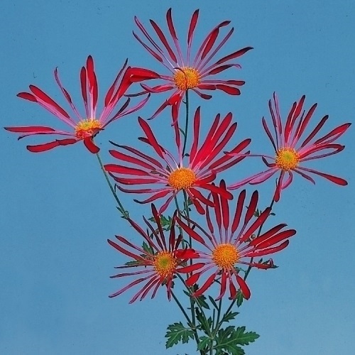 菊苗 小菊 肥後菊 天の羽衣 1株