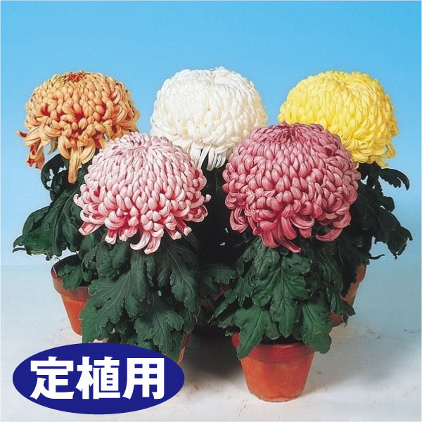 菊苗 大菊 定植用 福助作り用厚物セット 5種5芽