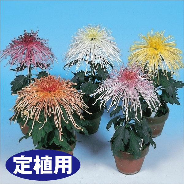 菊苗 大菊 定植用 福助作り用管物セット 5種5芽