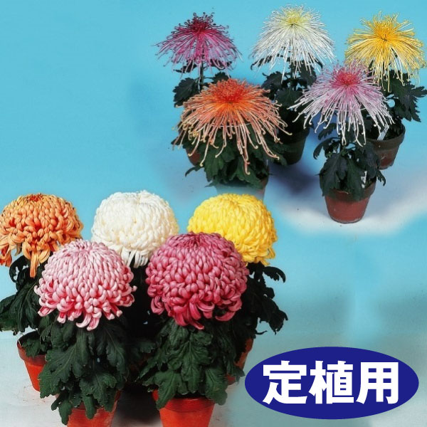 菊苗 大菊 定植用 福助作り用厚管混合セット 6種6芽