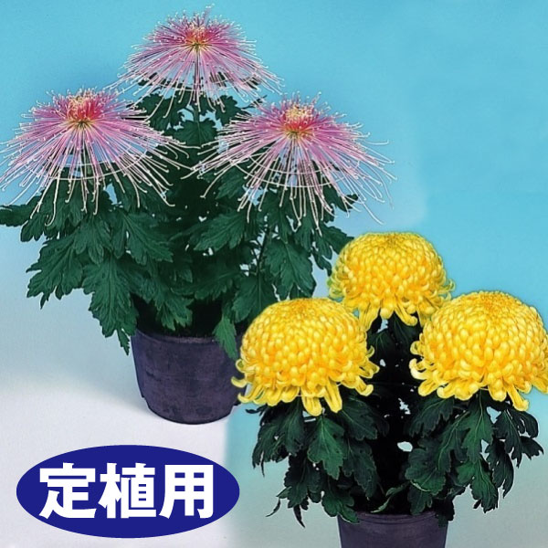 菊苗 大菊 定植用 ダルマ作り用厚管混合セット 6種6芽