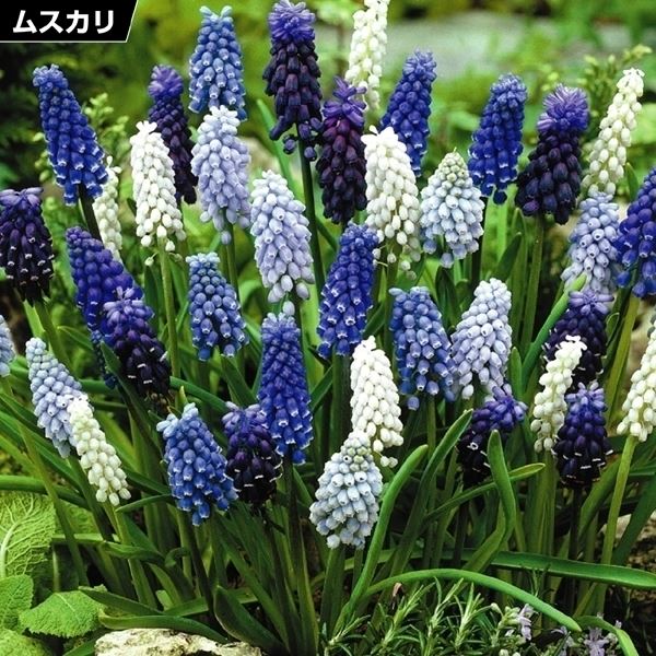 秋植え球根 ムスカリ 4種ミックス (花色見計らい) 20球 早期割引