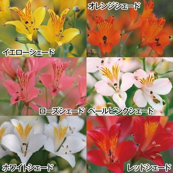 秋植え球根 アルストロメリア 6色セット 6色6球 (各1球) 早期割引