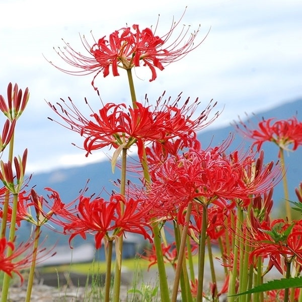 夏植え球根 リコリス ラジアータ (ヒガンバナ) 早期割引