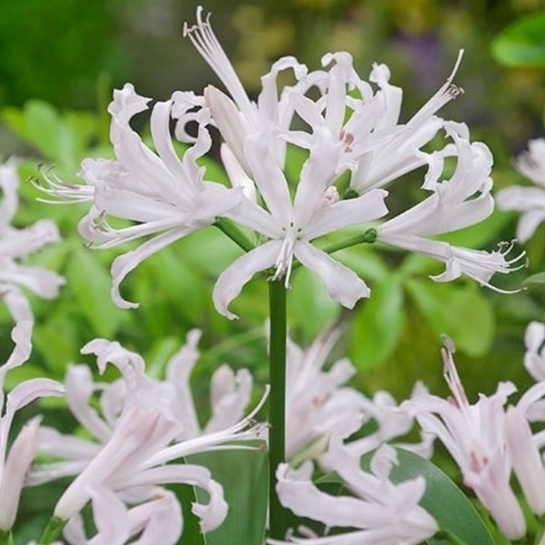 夏植え球根 ダイヤモンドリリー (ネリネ サルニエンシス) 白花 1球 早期割引