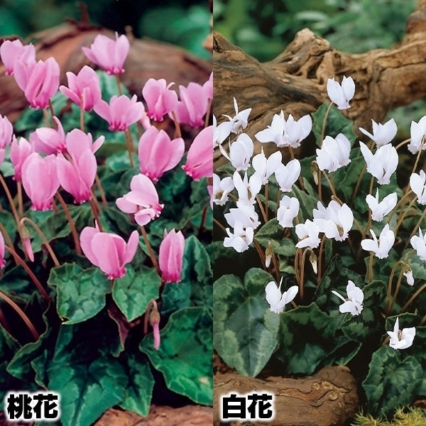 夏植え球根 原種シクラメン ヘデリフォリウム2色セット 2種6球