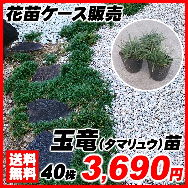 リュウノヒゲ タマリュウ ケース苗