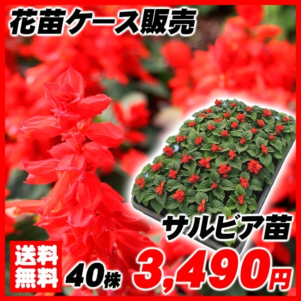 花苗大特価 サルビア苗 ケース販売 1ケース40株入り 送料無料