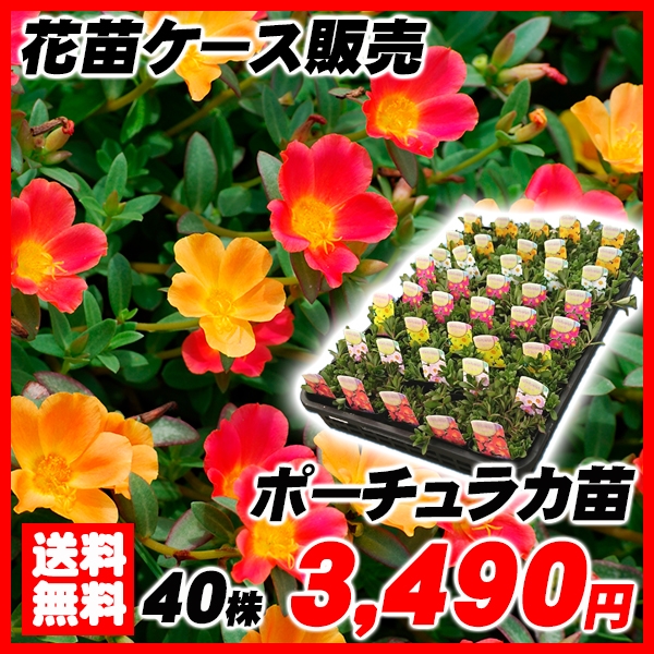 花苗大特価 ポーチュラカ苗 ケース販売 1ケース40株入り 送料無料