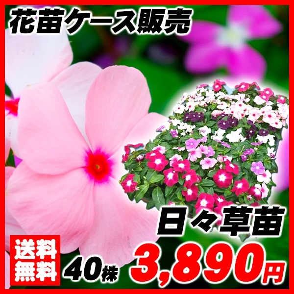 花苗大特価 日々草苗 ケース販売 1ケース40株入り 送料無料