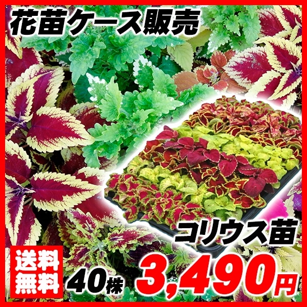 花苗大特価 コリウスケース販売 1ケース40株入り 送料無料