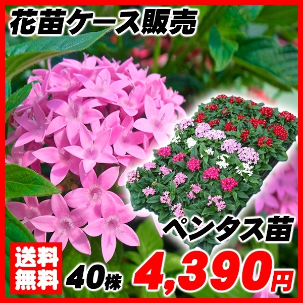 花苗大特価 ペンタスケース販売 1ケース40株入り 送料無料