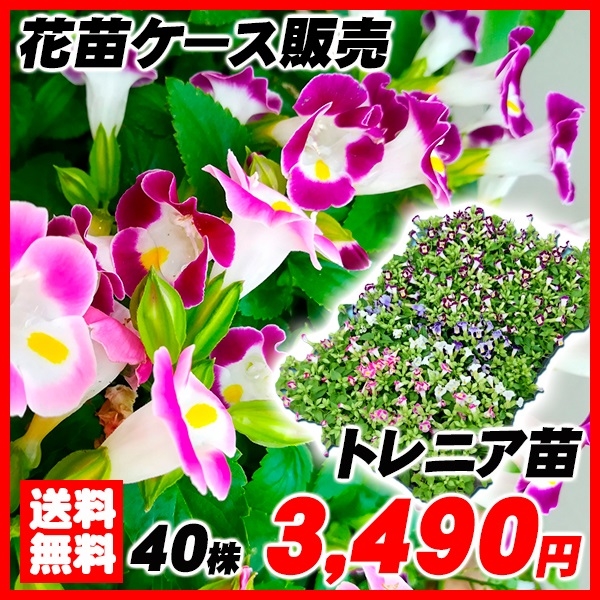 花苗大特価 トレニアケース販売 1ケース40株入り 送料無料