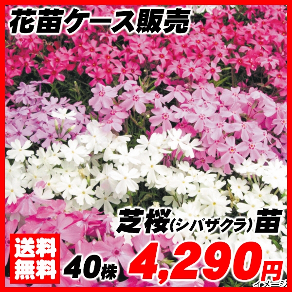 花苗大特価 芝桜(シバザクラ) ケース販売 1ケース40株入り 送料無料