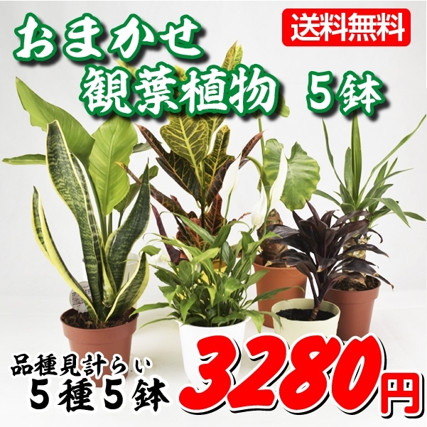 鉢花 おまかせ観葉植物 5鉢 送料無料