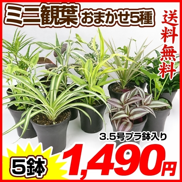 観葉植物 おまかせミニ観葉植物3.5号 5種5鉢 送料無料