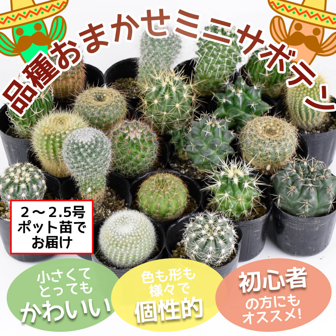 サボテン 品種おまかせミニサボテン 送料無料