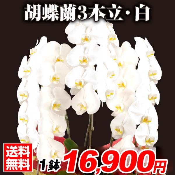 胡蝶蘭 3本立コチョウラン 白花27輪以上 1鉢 送料込