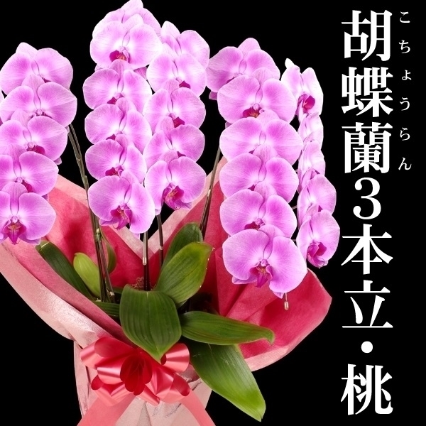 胡蝶蘭 3本立コチョウラン 桃花27輪以上 1鉢 送料込 /【※発送は5/13以降となります】