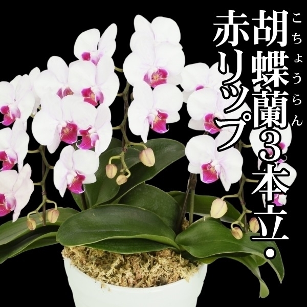 胡蝶蘭 3本立コチョウラン 赤リップ27輪以上 1鉢 送料込 /【※発送は5/13以降となります】