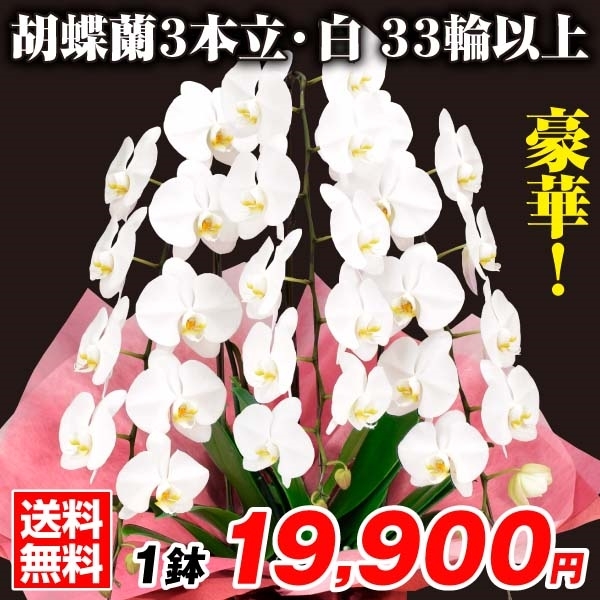 胡蝶蘭 3本立コチョウラン 白花33輪以上 1鉢 送料込