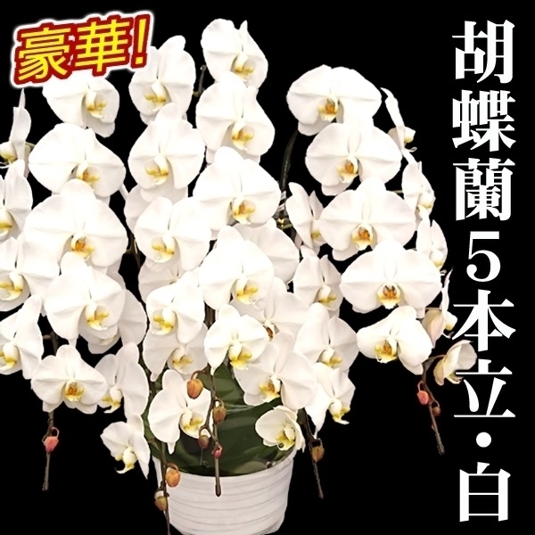 胡蝶蘭 5本立コチョウラン 白花 1鉢 送料込 /【※発送は5/13以降となります】