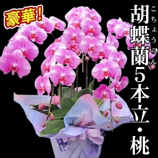 胡蝶蘭 5本立コチョウラン 桃色系 1鉢 送料込 /【※発送は5/13以降となります】