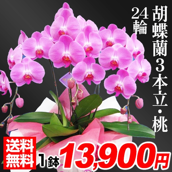 胡蝶蘭 3本立コチョウラン 桃花24輪 1鉢 送料込 /【※発送は5/13以降となります】