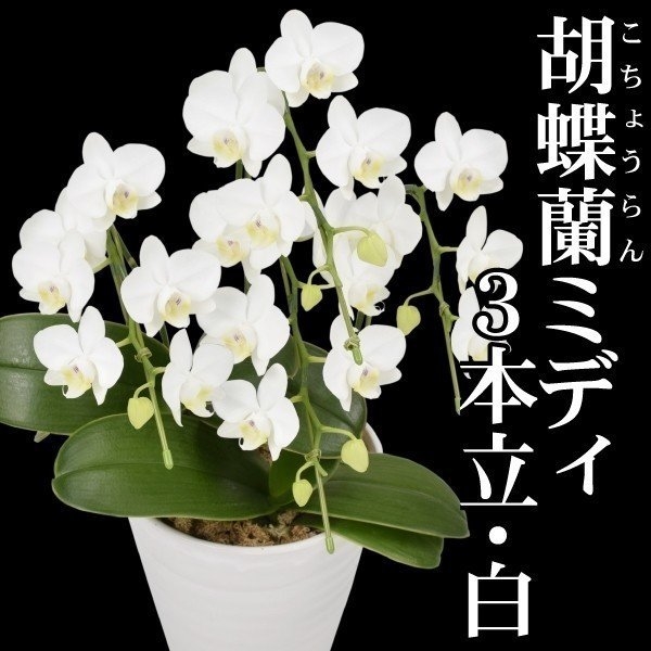胡蝶蘭 3本立コチョウランミディ 白花 1鉢 送料込 /【※発送は5/13以降となります】